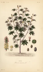 Ricinböna eller ricinoljeväxt, Ricinus communis, Ricin