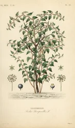 Cat greenbriar eller catbriar, Smilax glauca, Smilax sarsaparilla, Salsepareille, Handkolorerad stålstick av Debray efter en botanisk illustration av Edouard Maubert från Pierre Oscar Reveil, A