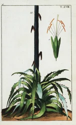 Århundradesväxt, Agave americana.