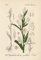 Cephalanthere har epe eller långbladig - Svärdslilja, Cephalanthera longifolia (Cephalanthera pallens). Handkolorerad litografi från Diederich von Schlechtendals tyska flora (Flora von Deutschland), Jena