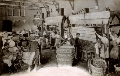 Champagne: pressning av druvor vid skördehuset Saint-Helene, huset Moet & Chandon Epernay, tidigt 1900-tal (s/v foto)