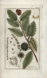 Kastanj (Castanea sativa). Litografi från "Afbeelding der Artseny-Gewassen" av Johannes Zorn (1739-1799), Nederländerna