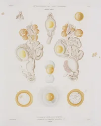 Hönsägg i äggledaren, c 1847-1859