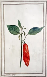 Chilli, spansk peppar, ca 1780-1800 (gravyr)