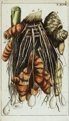 Kinesiska nycklar, Boesenbergia rotunda.
