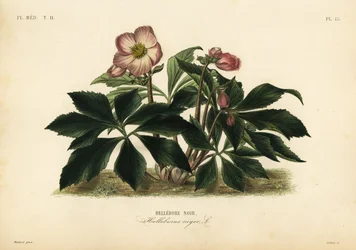 Julros eller svart julros, Helleborus niger, svart julros