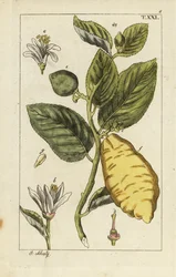 Citron visar frukt, blad och blommor, Citrus medica.