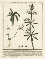Klyver, Gallium aparine.