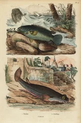 Klätterabborre, Anabas testudineus 1 och fyrögd fisk, Anableps anableps 2