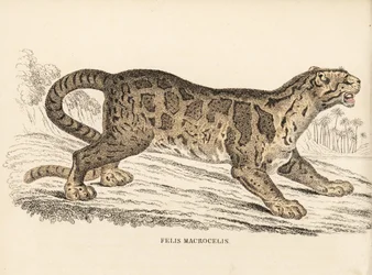 Molnleopard, Neofelis nebulosa (Felis macrocelis). Sårbar. Handkolorerad stålgravyr från Georg Friedrich Treitschkes naturhistoriska galleri, Naturhistorischer Bildersaal des Thierreiches, Liepzig-1842.