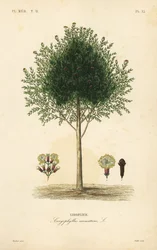 Kryddnejlikaträd, Syzygium aromaticum, Caryophyllus aromaticus, Giroflier