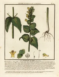 Hankam, Rhinanthus crista-galli.