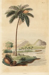 Kokosnötträd, Cocos nucifera