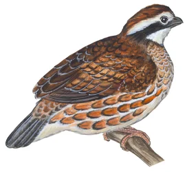 Colin de Virginia - Bobwhite (Colin virginianus)