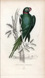 Halsbandsparakit, Psittacula krameri. Psittacus torquatus. Litografi av Joseph Kidd, baserad på en teckning av John Audubon, i Miscellany of Natural History: Parrots, Sir Thomas DiK Lauder and Captain Thomas Brown, utgiven i Edinburgh, Skottland, 1833.