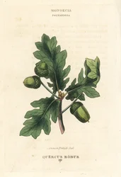 Vanlig brittisk ek, Quercus robur. Handkolorerat kopparstick efter en illustration av Richard Duppa från hans The Clours and Orders of the Linnaean System of Botany, Longman, Hurst, London