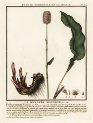 Vanlig bistort, Persicaria bistorta.