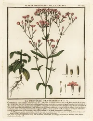Vanligt århundrade. Centaurium erythraea.