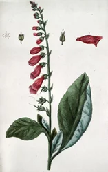Vanlig fingerborgsblomma, gift, används inom medicinen som kardiotoni