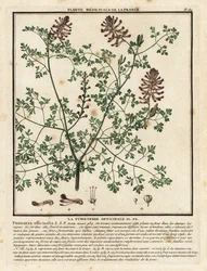 Vanlig fumitory, Fumaria officinalis.