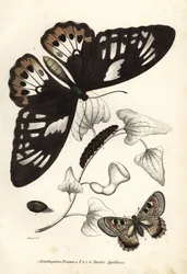 Vanlig grön fågelvinge, Ornithoptera priamus, fjäril, larv och puppa, samt falsk apollo, Archon apollinus (Doritis apollinus). Handkolorerad litografi från Georg Friedrich Treitschkes naturhistoriska galleri, Naturhistorischer Bildersaal des Thi