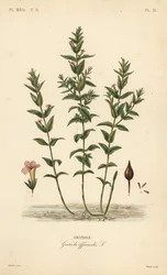 Vanlig hedgehyssop eller nådens ört, Gratiola officinalis, Gratiole