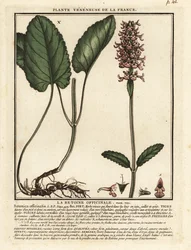 Vanlig häck, Stachys officinalis.