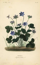 Vanlig hepatika eller levermos, Anemone hepatica, Hepatica triloba, Hepatique