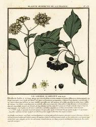 Vanlig murgröna, Hedera helix