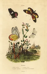 Vanlig jezebel, Delias eucharis 1, boskapshjärta vit, Archonias brassolis 2, tigermimikvit, Dismorphia amphione 3, trävit, Leptidea sinapis 4