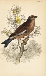 Vanlig linne, Linaria cannabina, uppflugen på en gren.1889 (gravyr)