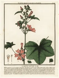Vanlig malva, Malva sylvestris.