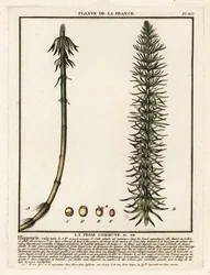 Vanlig stosvans, Hippuris vulgaris.