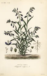 Vanlig mjölkört, Polygala vulgaris, Polygala commun