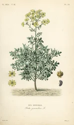 Vanlig rue eller nådört, Ruta graveolens, Rue officinale