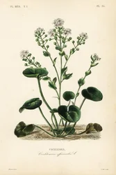 Vanlig skörbjugg eller skedört, Cochlearia officinalis, Cochlearia