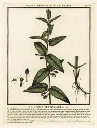 Vanlig kalott, Scutellaria galericulata.