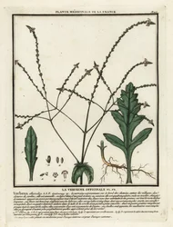 Vanlig jäkla, Verbena officinalis.
