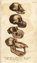 Jämförande anatomi av skallarna hos apor, babianer och apor - Handkolorerat kopparstick från Ebenezer Siblys Universal System of Natural History, London