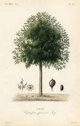 Copaiba-träd, Copaifera officinalis, Copahu