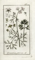 Koriander (Coriandrum sativum). Litografi från "Afbeelding der Artseny-Gewassen" av Johannes Zorn (1739-1799), Nederländerna