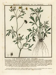 Majssmörblomma, Ranunculus arvensis.