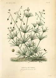 Majssporre, Spergula arvensis, Åkersparris