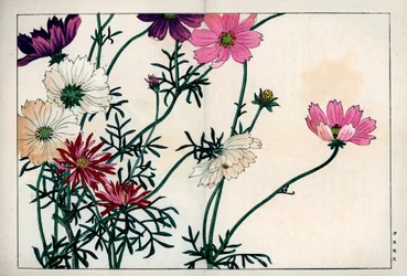 Kosmosarter med olika färger från vitt till rosa. Kosmos, Cosmos bipinnatus. Handkolorerat träsnitt från Konan Tanigamis "Seiyou Sokazufu" (Bildalbum över västerländska växter och blommor: höst-vinter), Unsodo, Kyoto