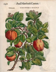 Cotonea Malvs. från Pietro Andrea Mattiolis 