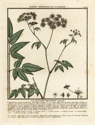 Cowbane, Hemlock virosa.