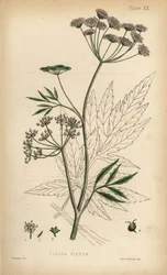 Kambräken eller vattenklöver, Cicuta virosa. Handkolorerad litografi av Henry Sowerby från Edward Hamiltons Flora Homeopathica, Bailliere, London