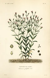 Koört, Vaccaria hispanica, Vaccaria sessilifolia, Saponaire des Vaches