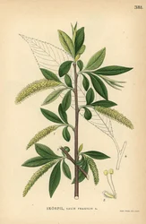 Sprickpil, Salix fragilis