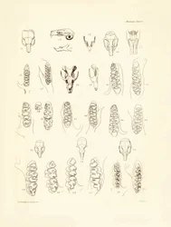 Tranor och tänder av olika gnagare som beskrevs av Charles Darwin under hans upptäcktsresa ombord på Beagle. Plansch från "The Zoology of the voyage of H.M.S. Beagle under the command of Captain Fitzroy during the years 1832 to 1836 edited and sup